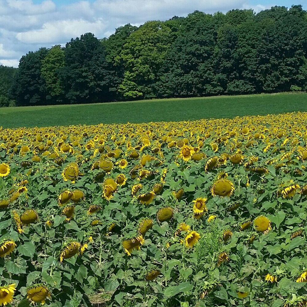 Meet your Posher, Johanne